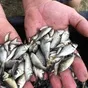 рыбопосадочный материал в Барнауле и Алтайском крае